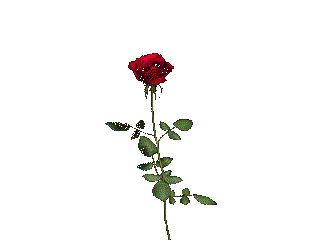 khiêu vũ -hoa hồng.gif